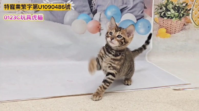 米琪蘇貓舍／玩具虎貓