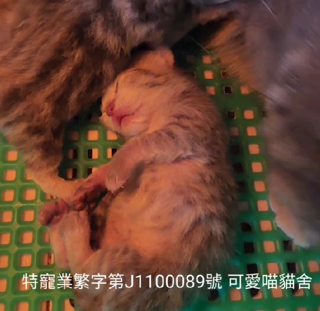 可愛喵貓舍／藍金虎斑曼赤肯