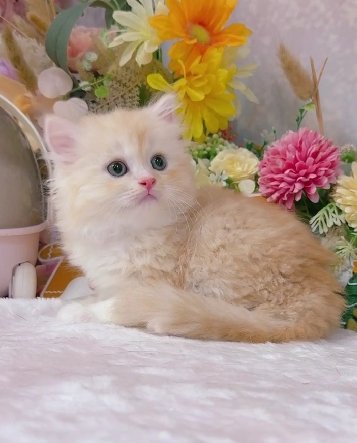 星光貓舍／凱米爾奶油英國長毛貓