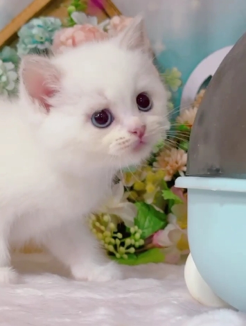 星光貓舍／重點色藍眼睛英國短毛貓