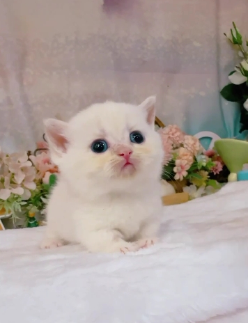 星光貓舍／奶油白重點色曼赤肯