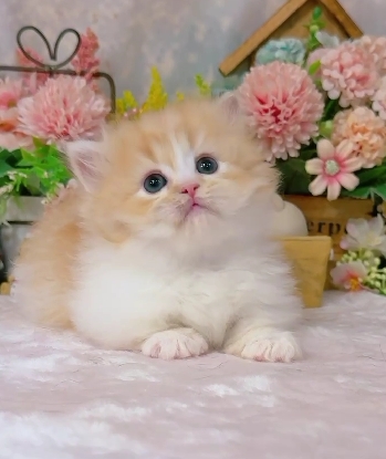 星光貓舍／橘白小步舞曲