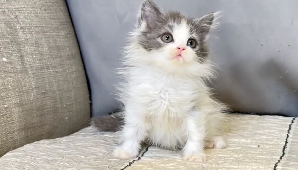 尊爵名皇／藍白賓士加白長毛貓