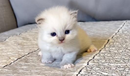 尊爵名皇／藍端重點色布偶貓