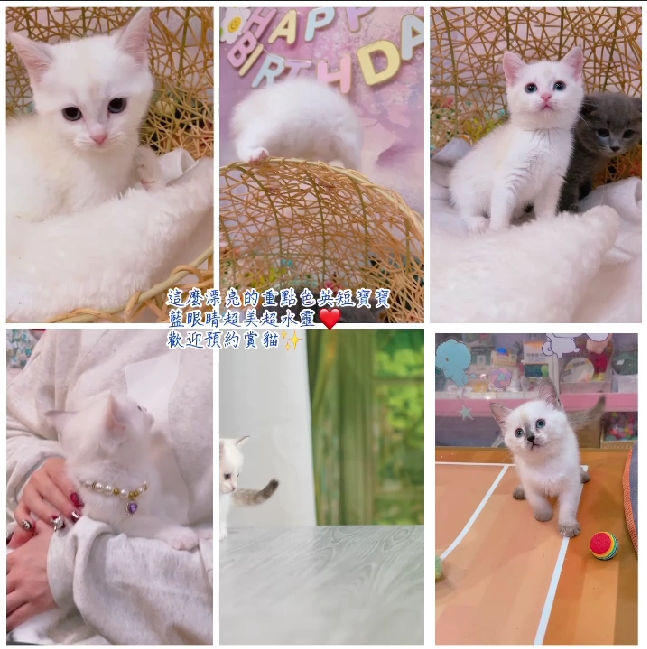 星光貓舍／重點色英國短毛貓