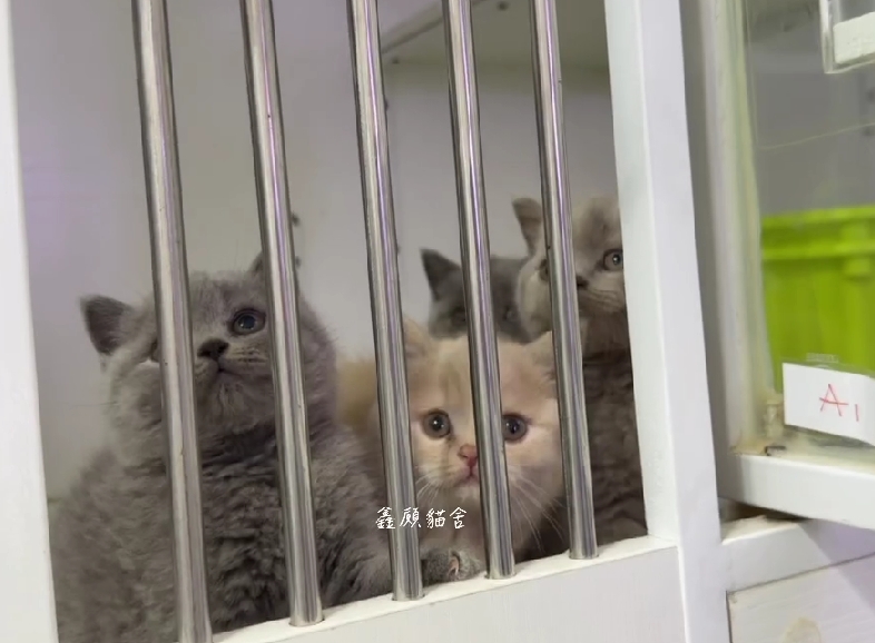 鑫願貓舍／各色英國短毛貓