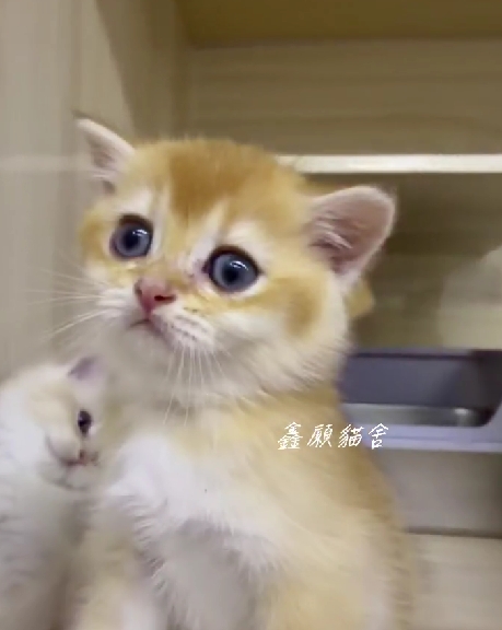 鑫願貓舍／金漸層英國短毛貓