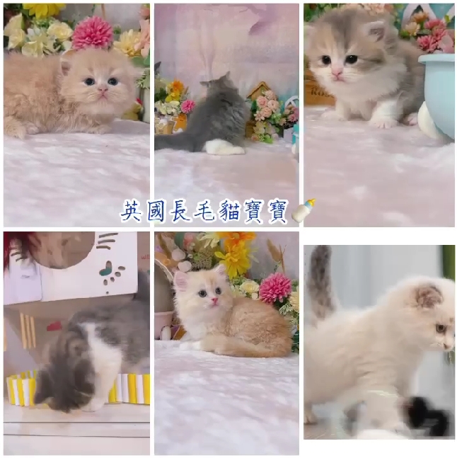 星光貓舍／各色英國長毛貓