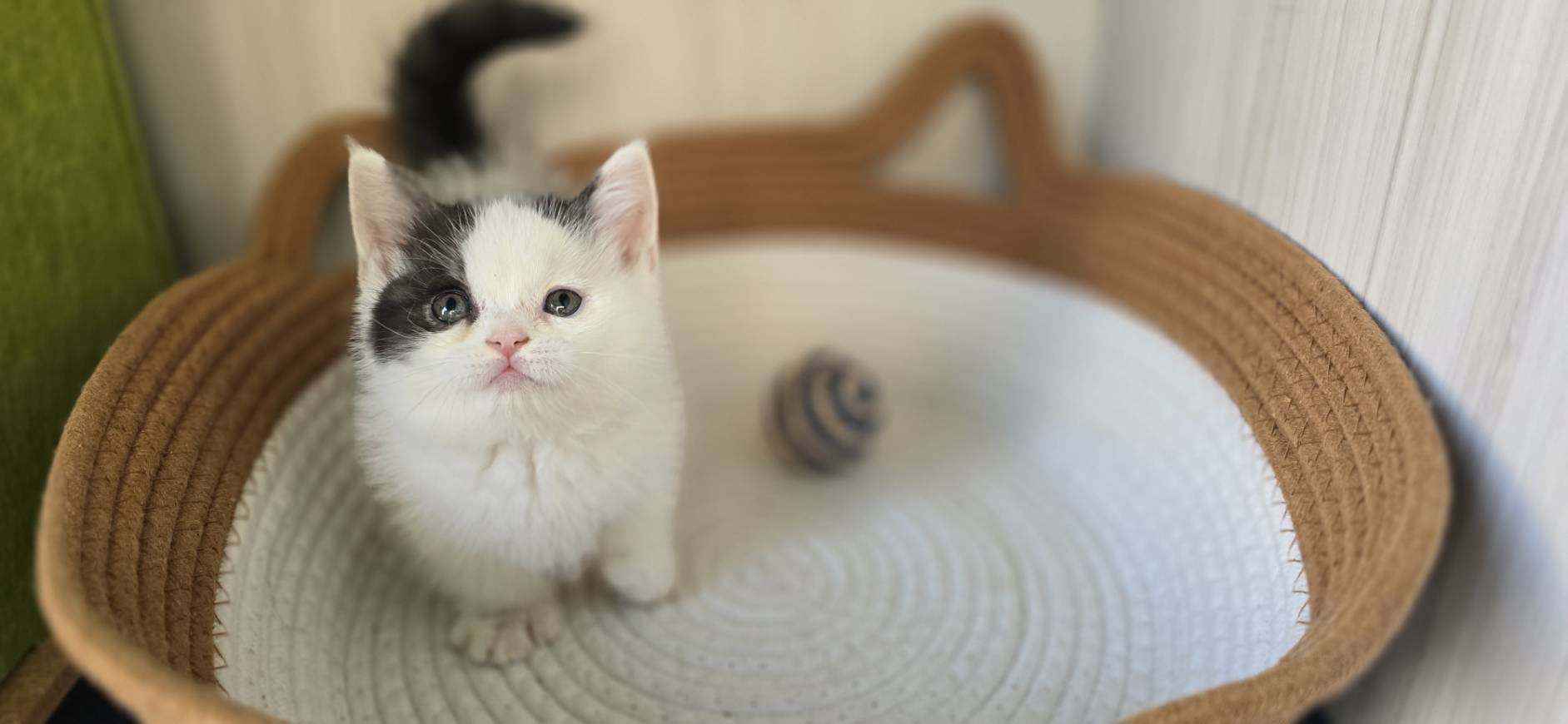 凱特貓舍／黑白曼赤肯