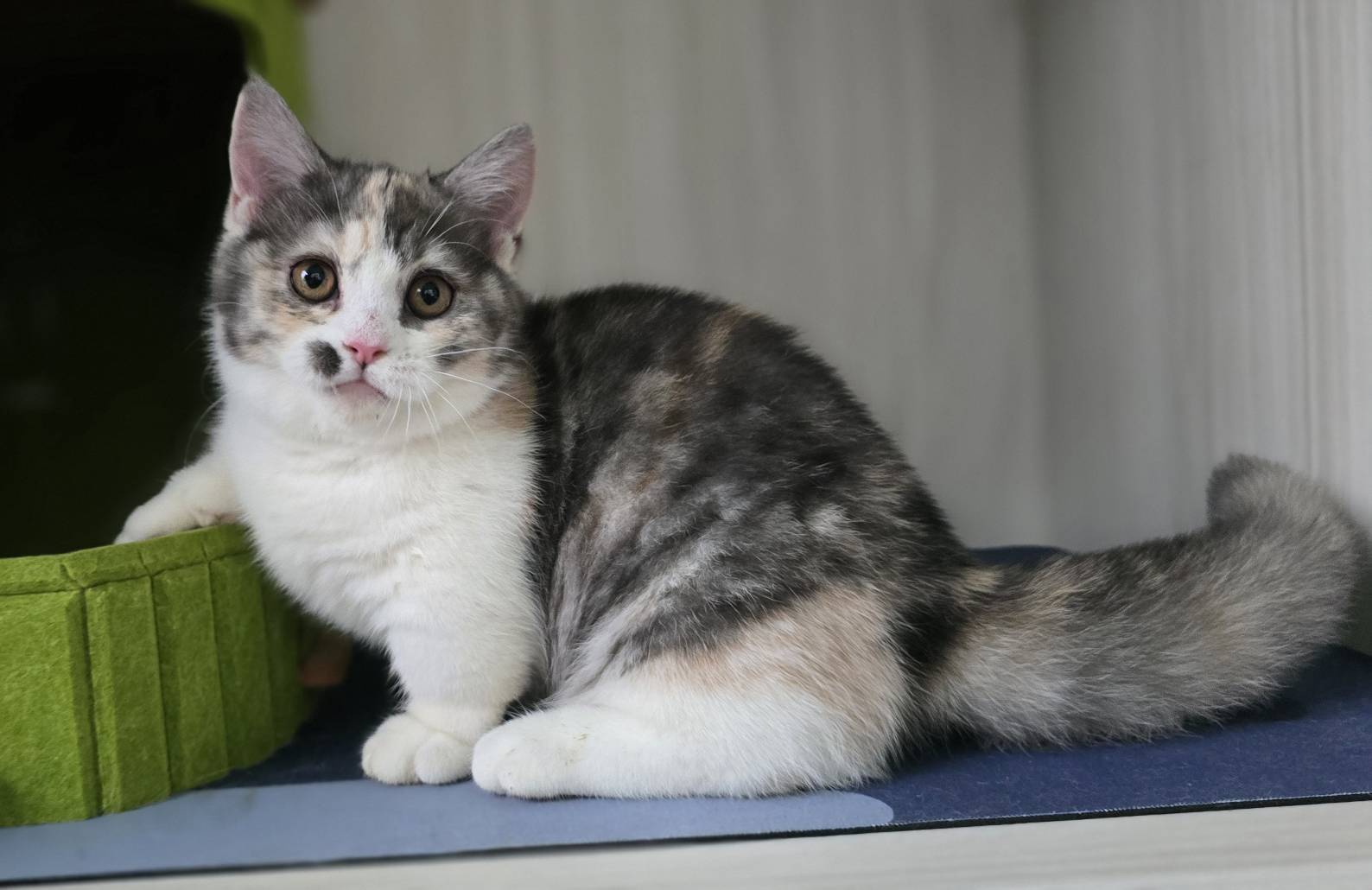 凱特貓舍／三花曼赤肯