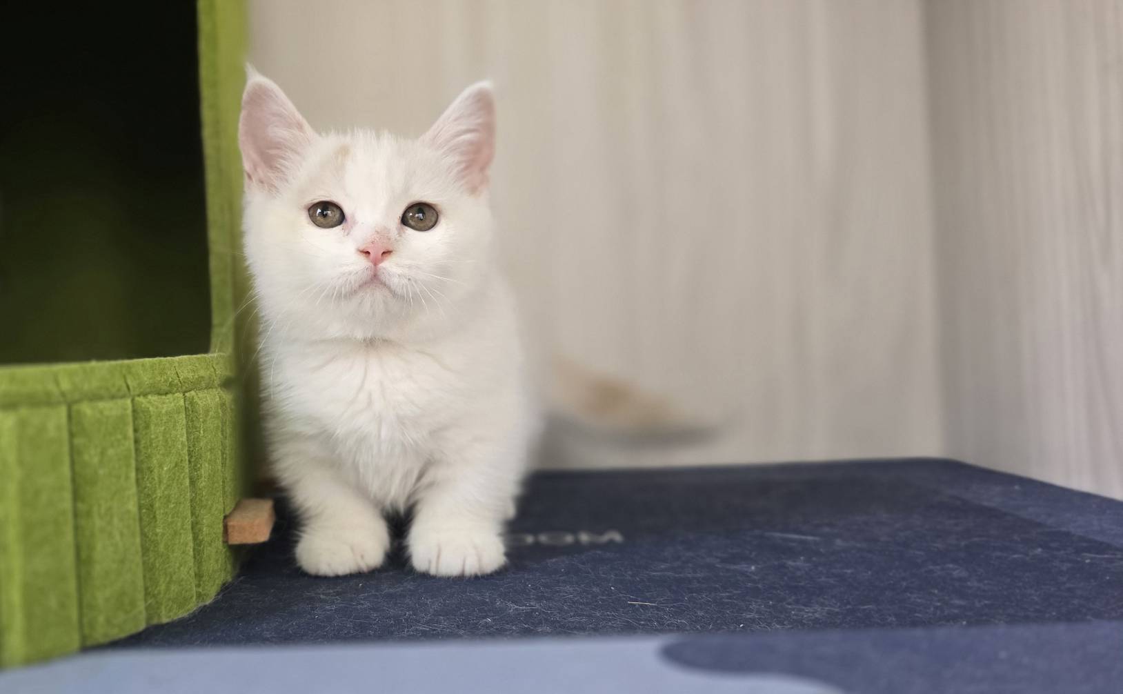 凱特貓舍／奶油多白曼赤肯