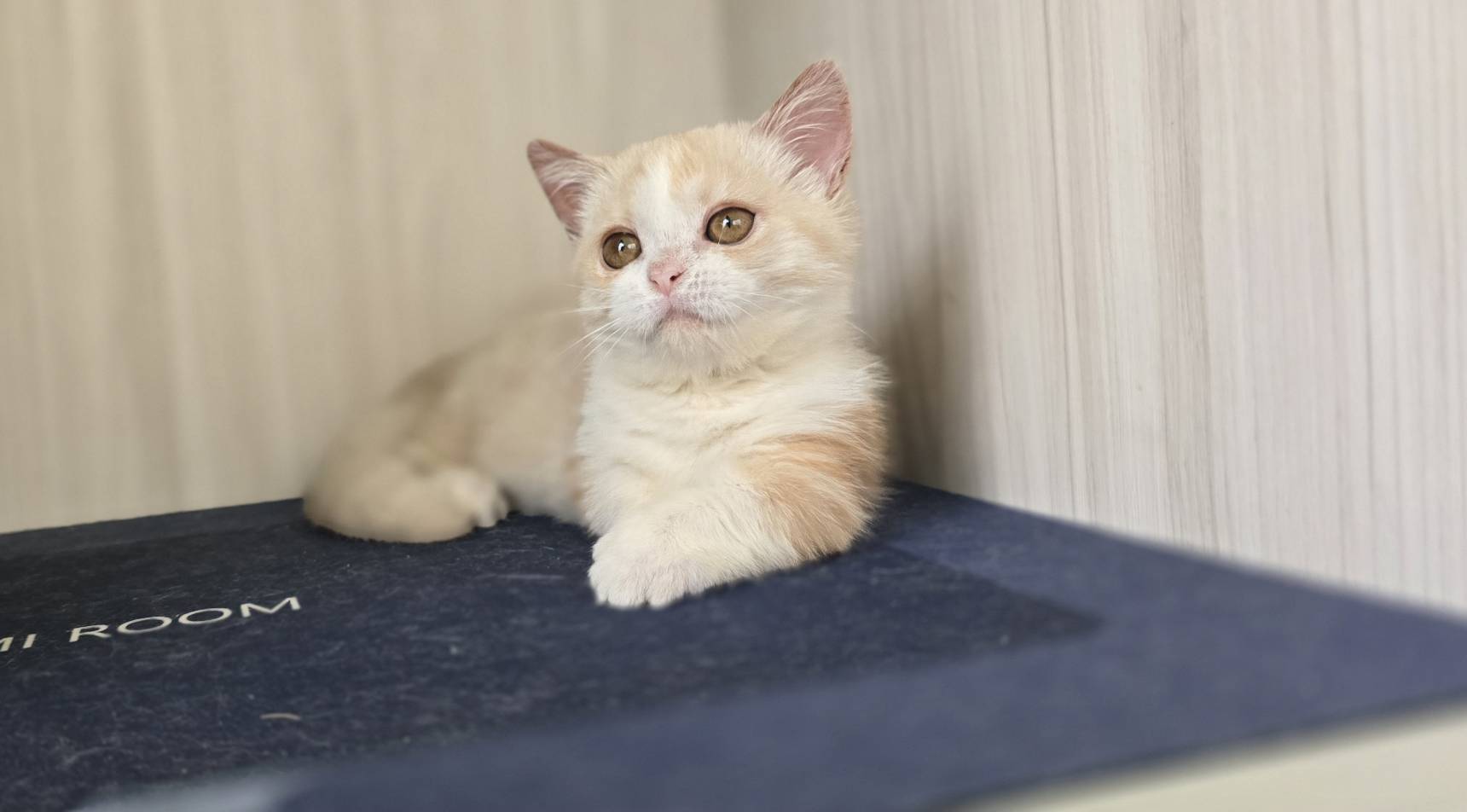 凱特貓舍／奶油白賓士曼赤肯