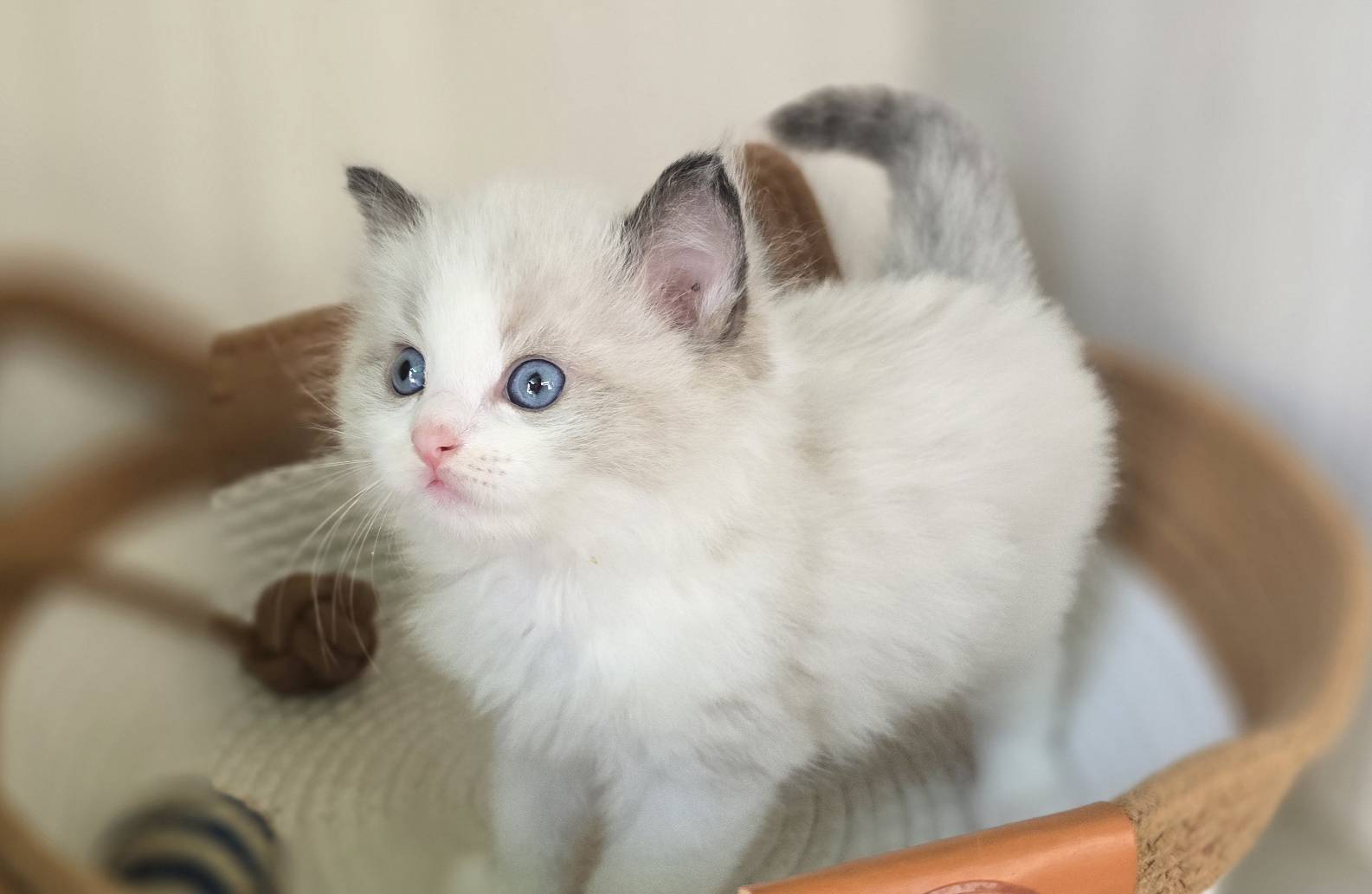 凱特貓舍／海雙色賓士臉布偶