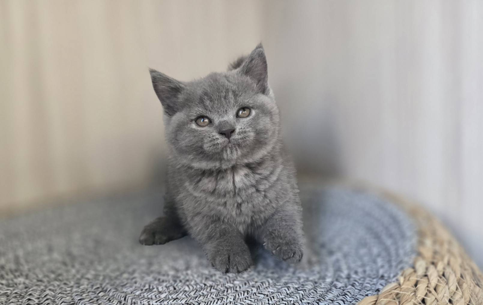 凱特貓舍／藍色英國短毛貓