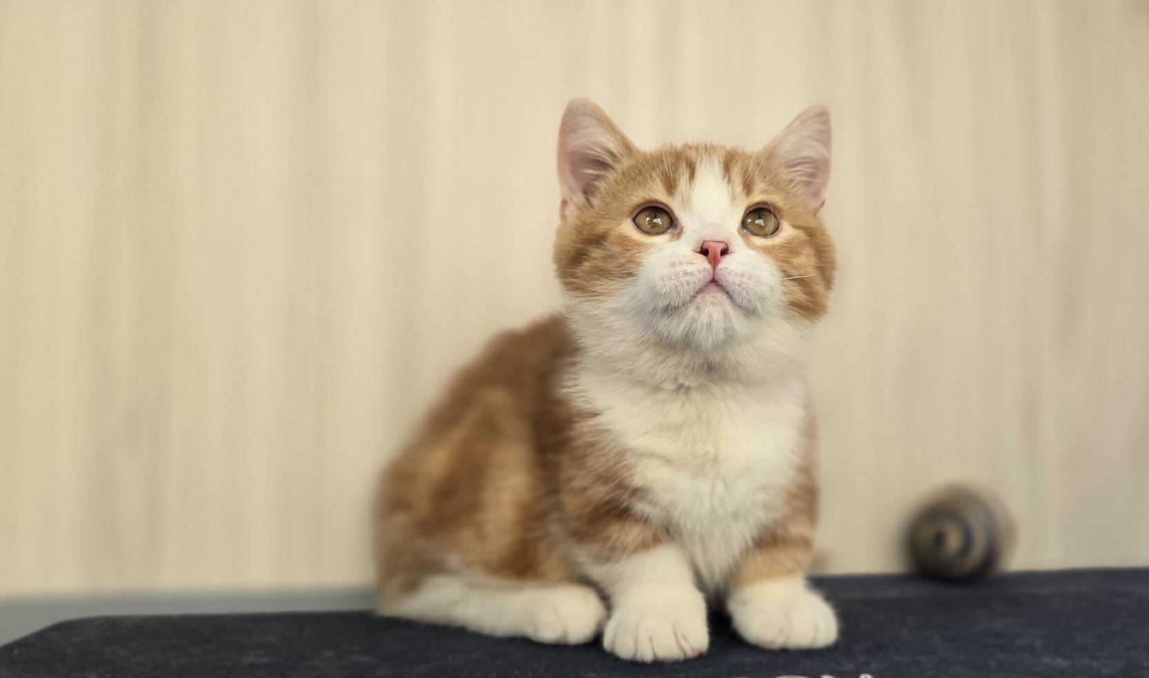 凱特貓舍／橘白正賓士曼赤肯