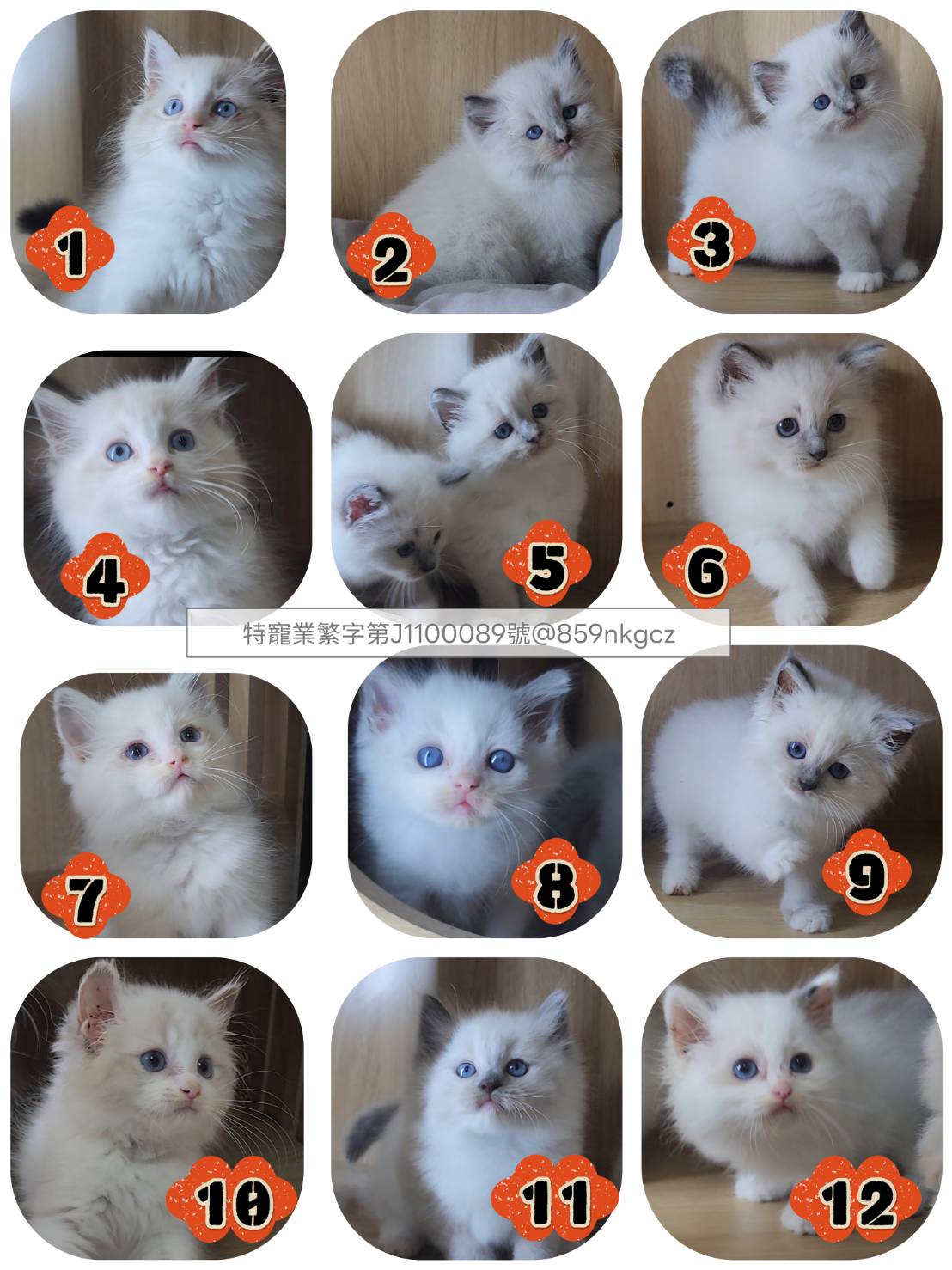 可愛喵貓舍／布偶貓