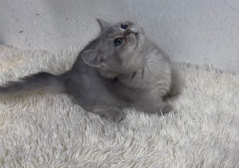 華貴皇族國際專業貓舍／藍金漸層曼赤肯