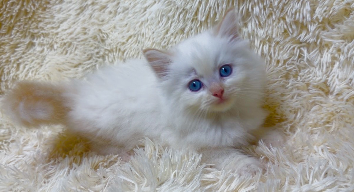 華貴皇族國際專業貓舍／奶端色布偶貓