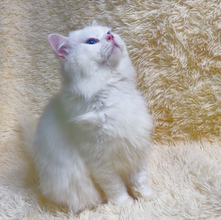 華貴皇族國際專業貓舍／藍眼純白英國長毛貓