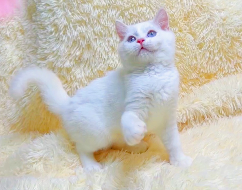 華貴皇族國際專業貓舍／藍眼純白英國短毛貓