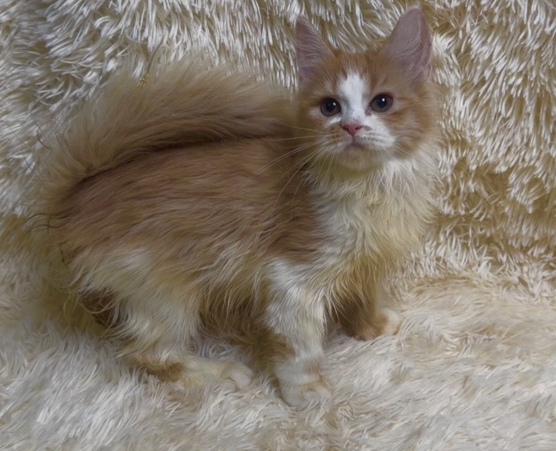 華貴皇族國際專業貓舍／橘白賓士英國長毛貓