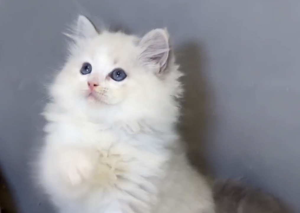 華貴皇族國際專業貓舍／藍雙色布偶貓