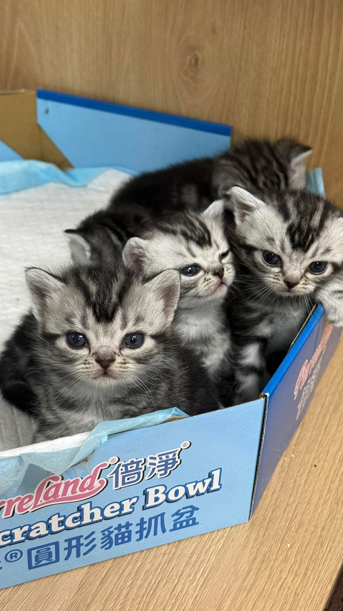 米琪蘇貓舍／美國短毛貓