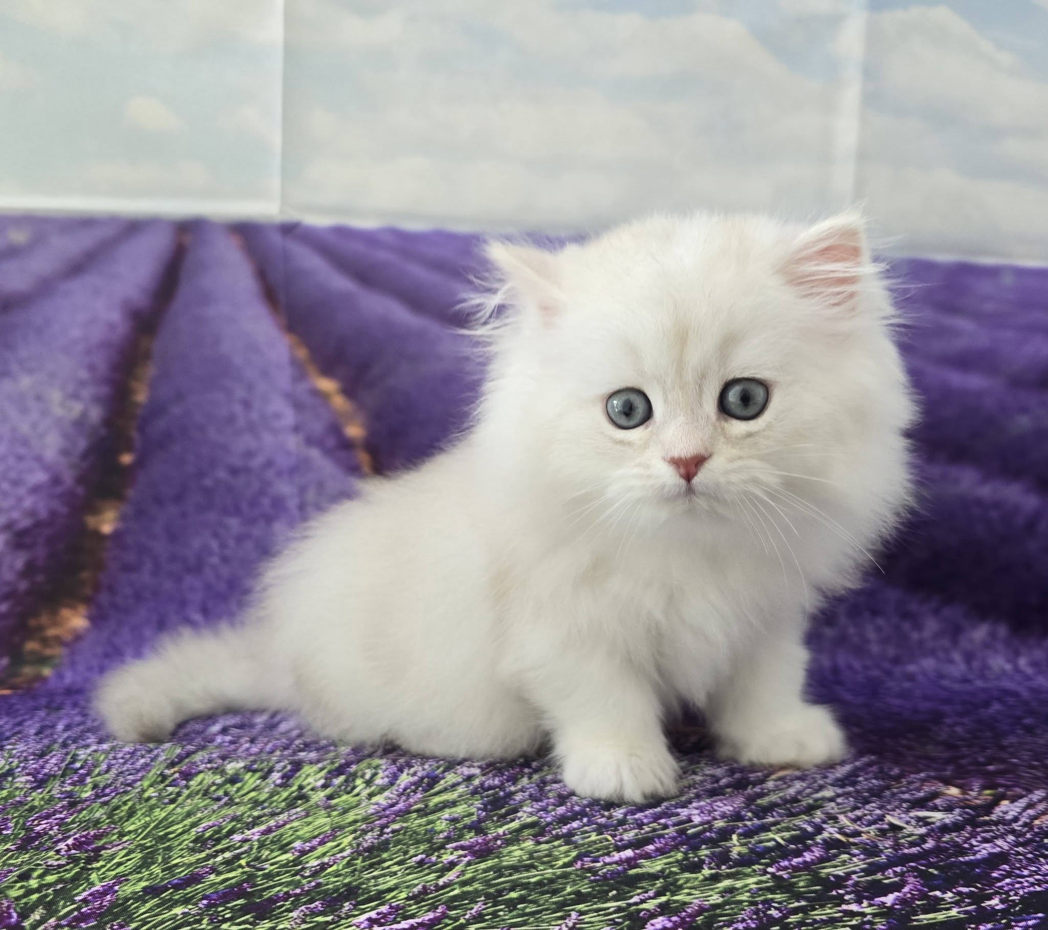 米琪蘇貓舍／紫丁香銀漸層英國長毛貓