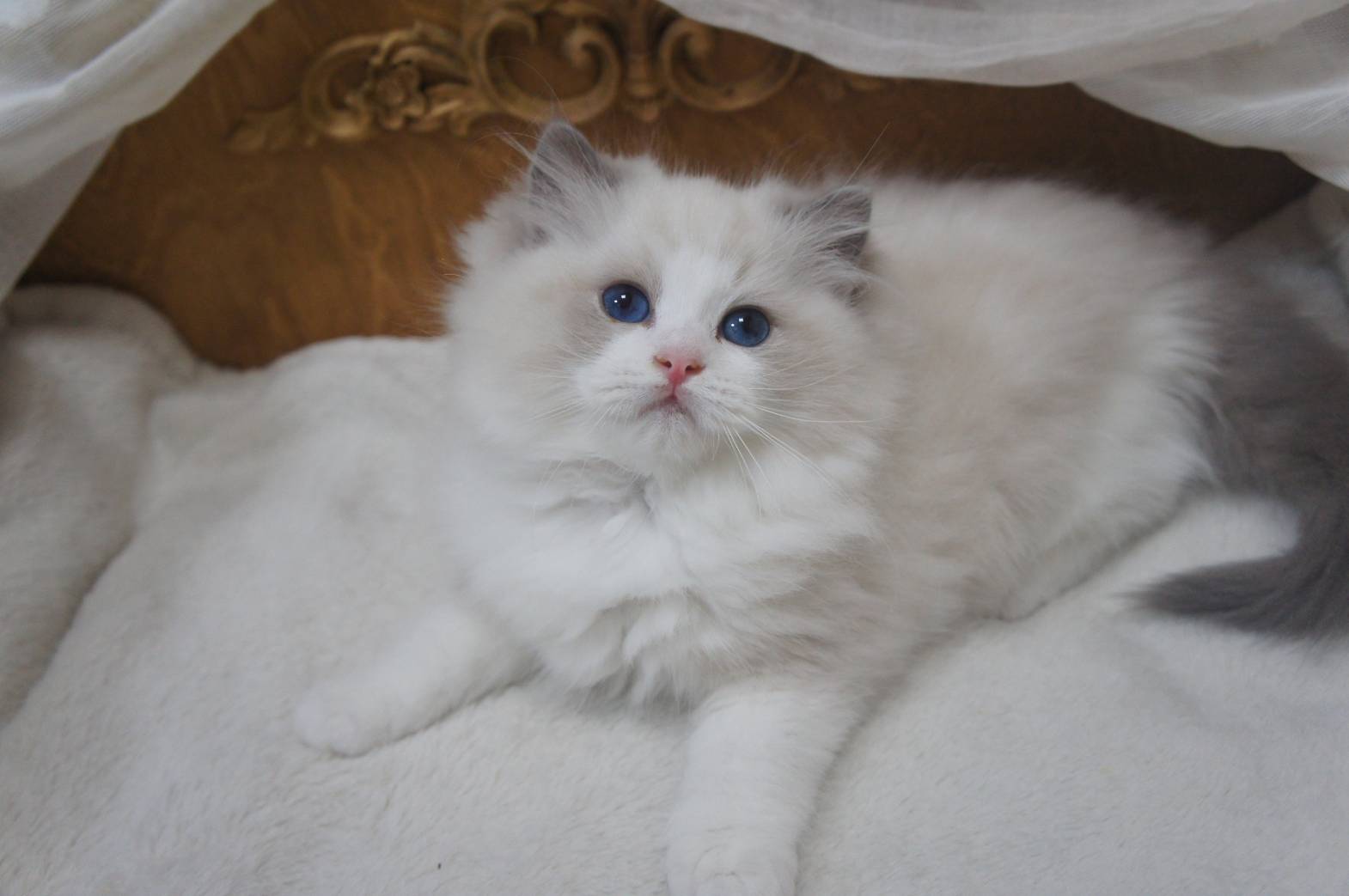 蘋果樹下的布偶貓／布偶貓