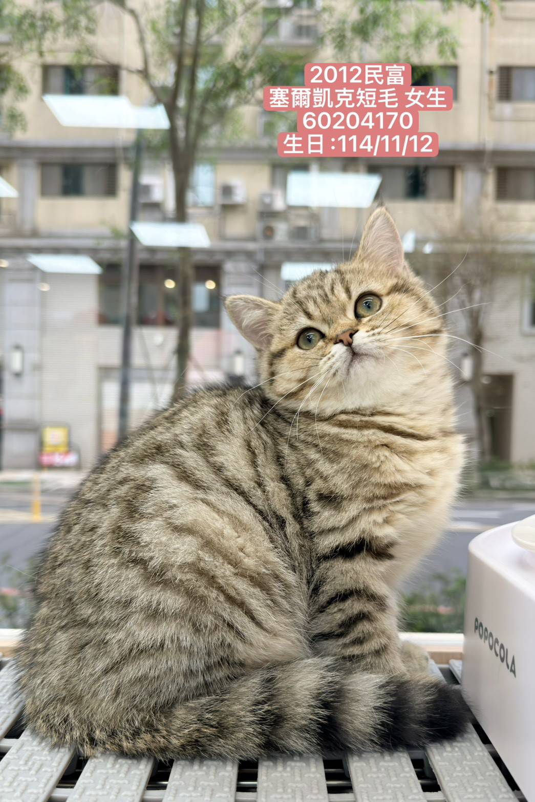 中圓寵物家族／賽爾凱克短毛貓