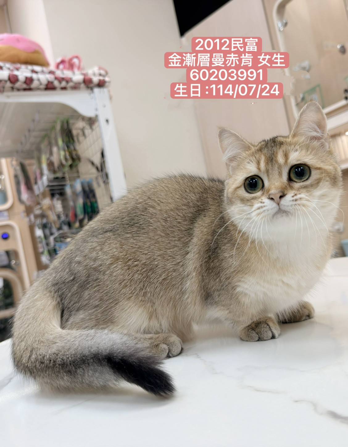 中圓寵物家族／金漸層曼赤肯