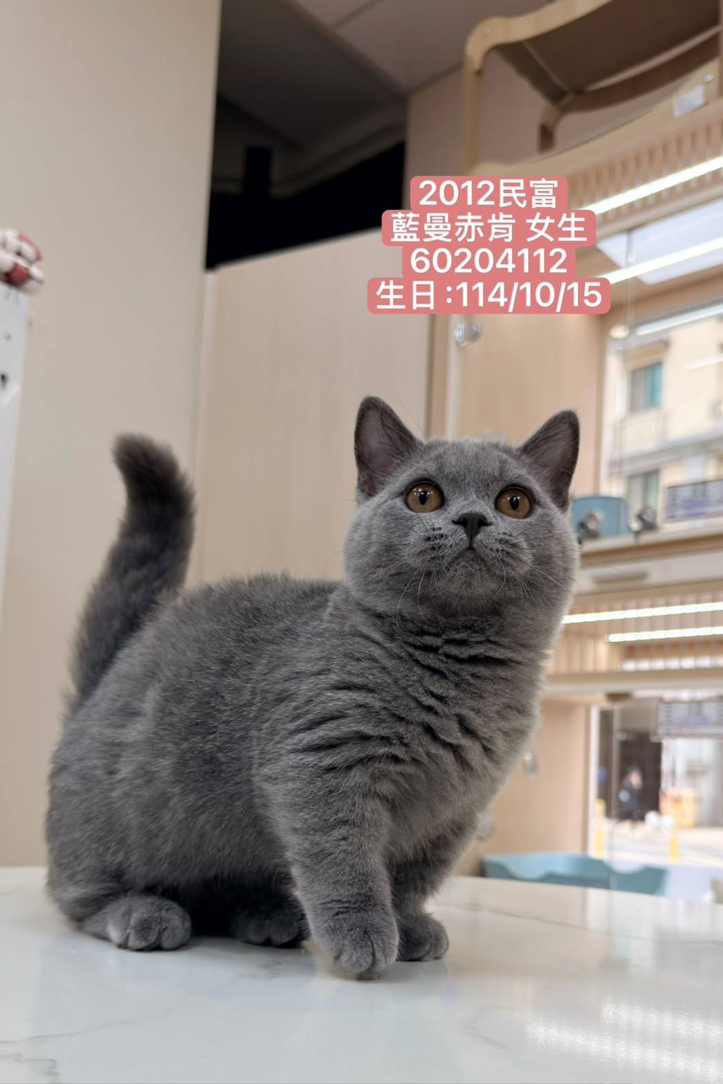 中圓寵物家族／藍色曼赤肯