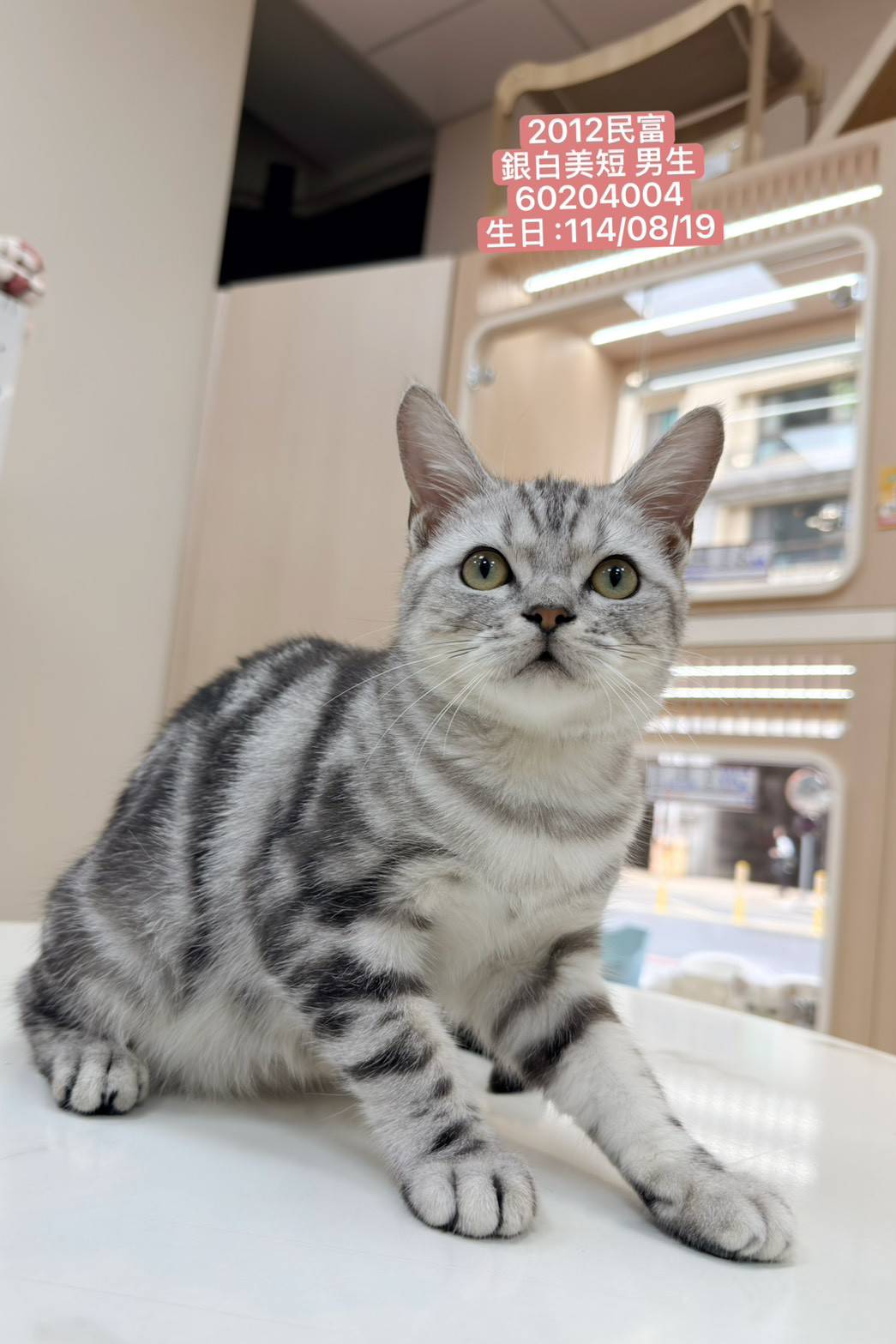 中圓寵物家族／銀白美國短毛貓