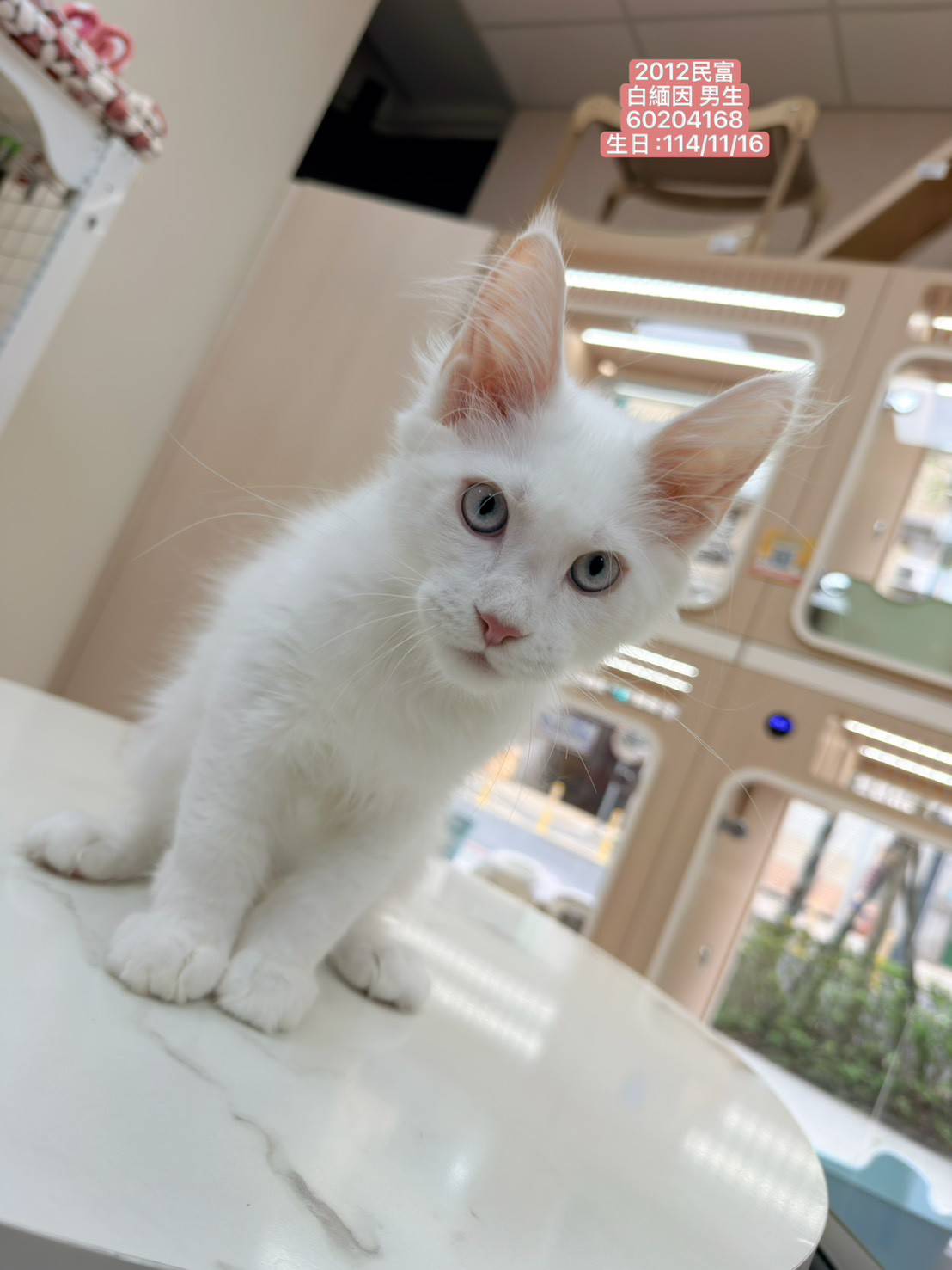 中圓寵物家族／白色緬因貓