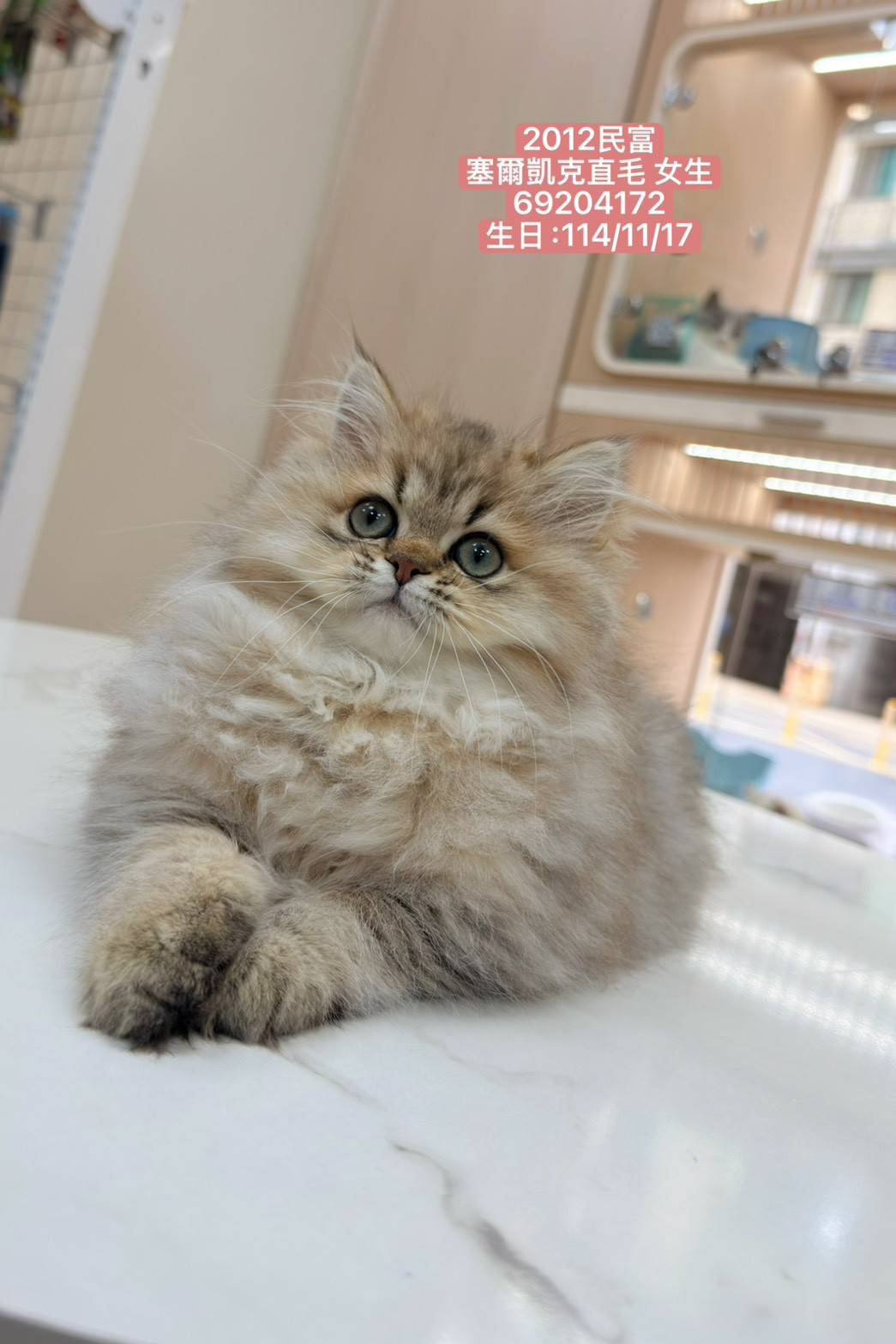 中圓寵物家族／賽爾凱克直毛貓
