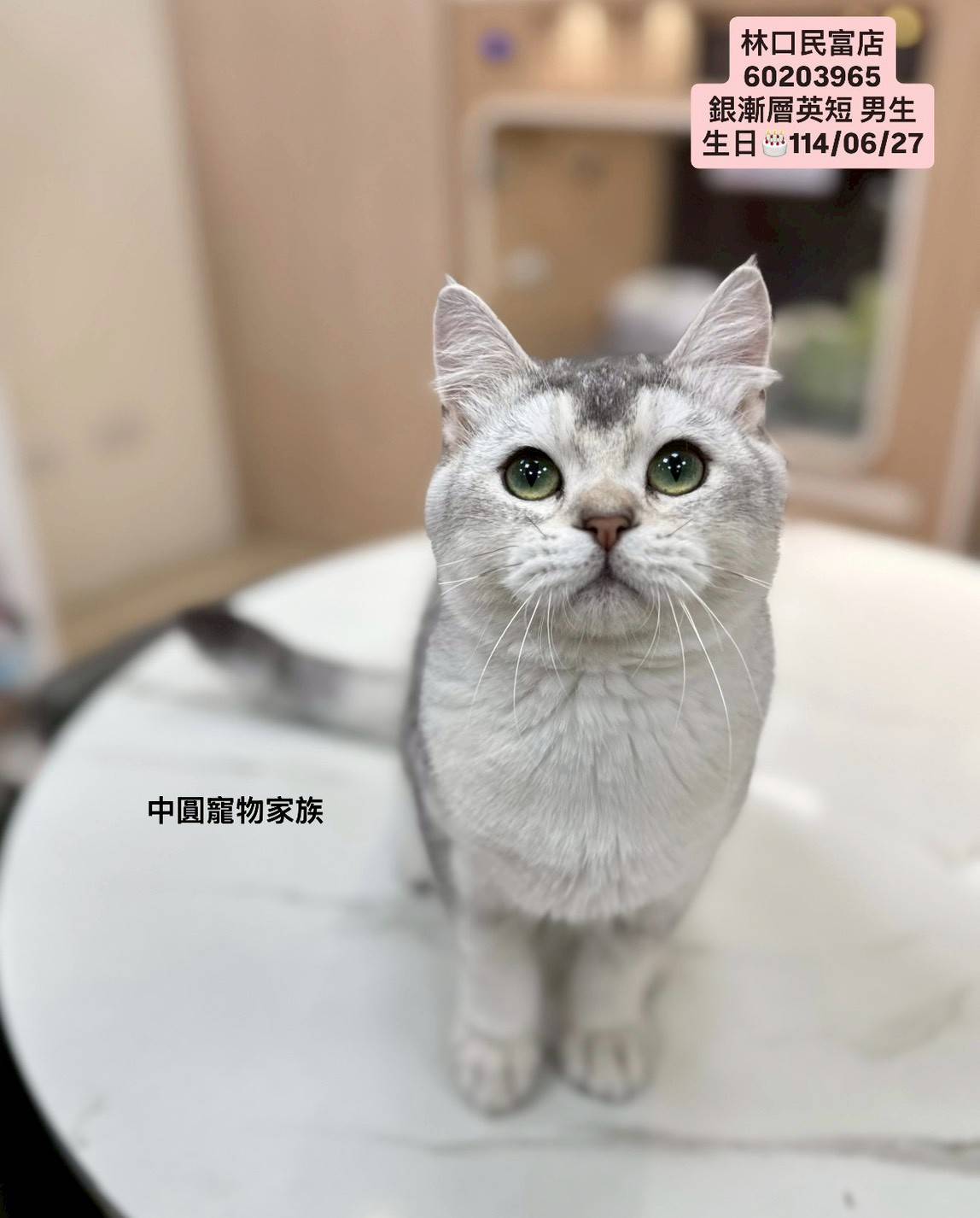 中圓寵物家族／銀漸層英國短毛貓