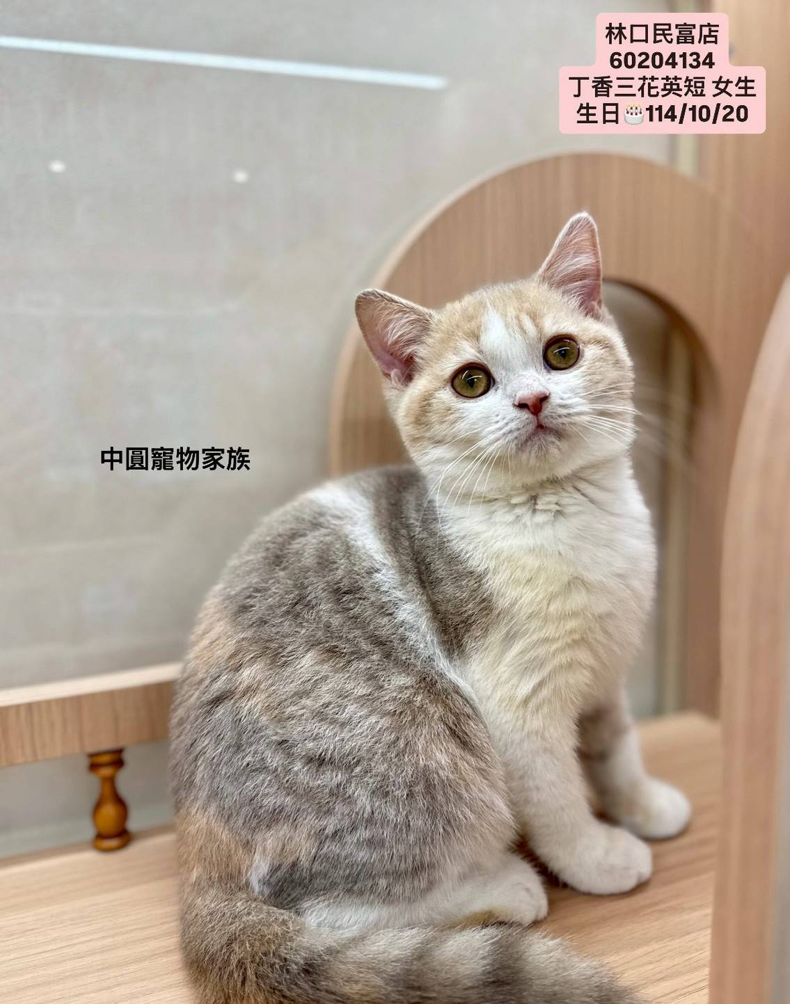 中圓寵物家族／丁香三花英國短毛貓