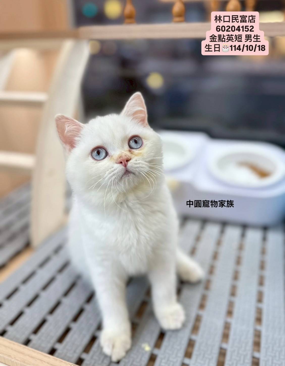 中圓寵物家族／金點英國短毛貓