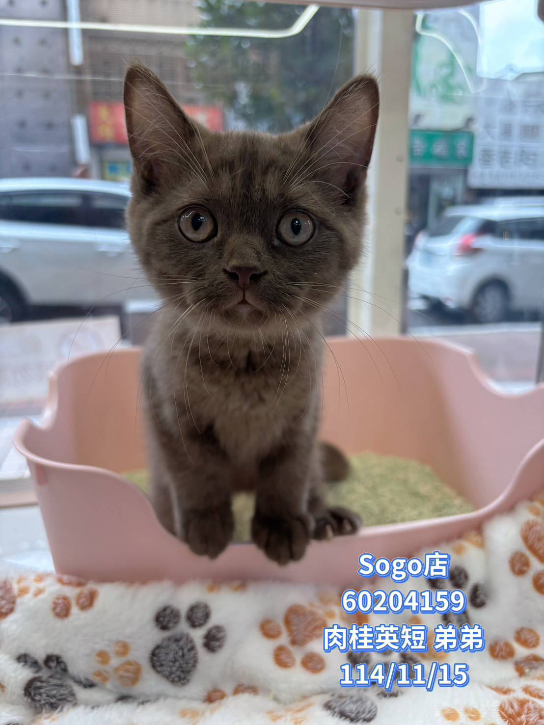 中圓寵物家族／肉桂色英國短毛貓