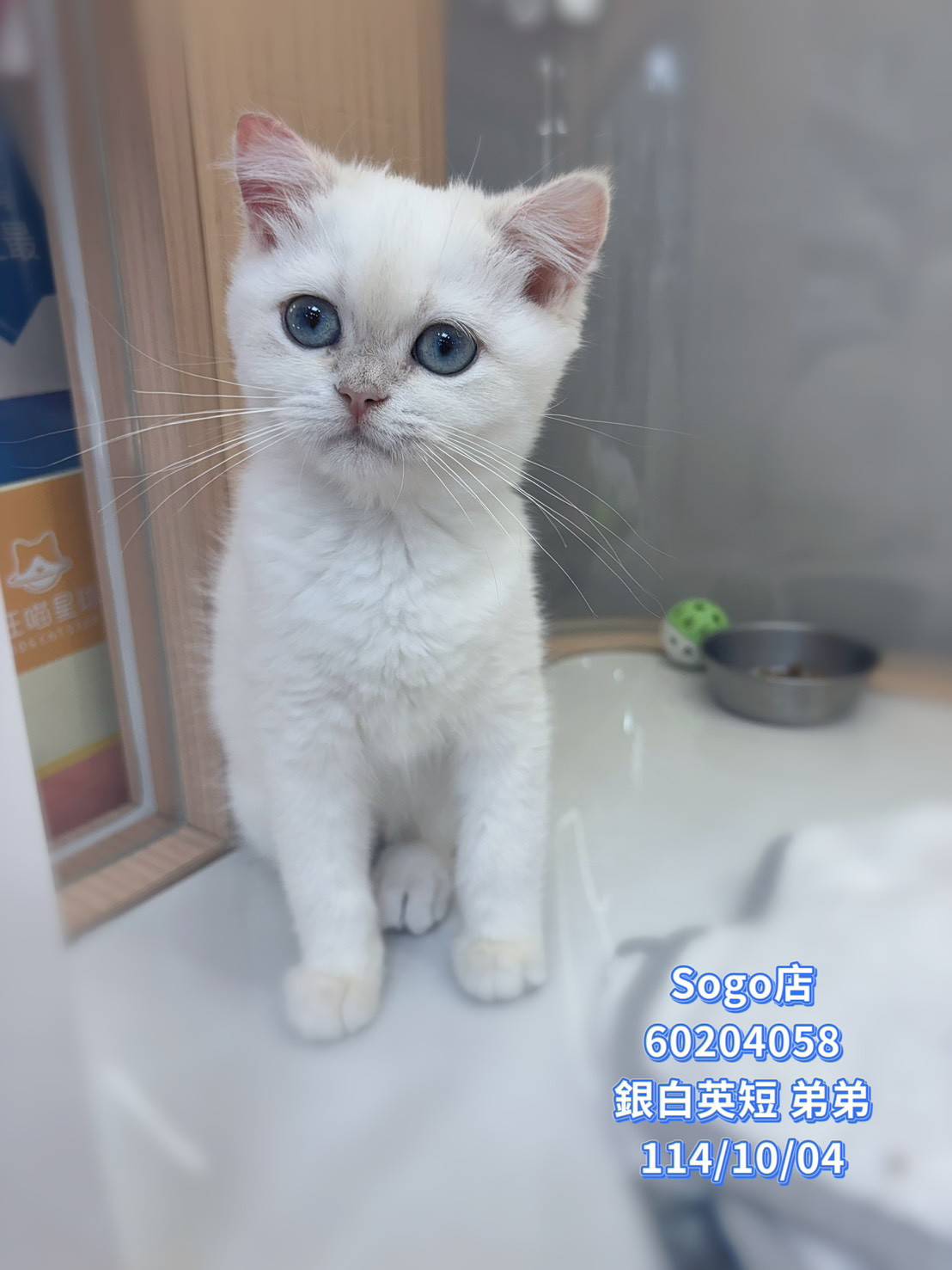 中圓寵物家族／銀白色英國短毛貓
