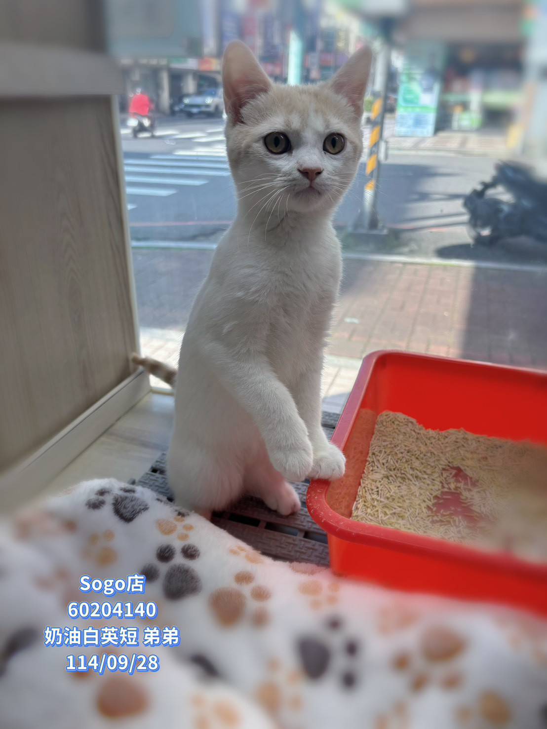 中圓寵物家族／奶油白英國短毛貓