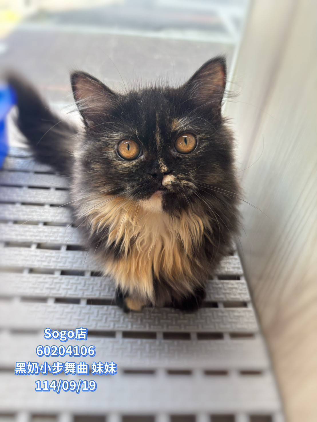 中圓寵物家族／黑奶色小步舞曲