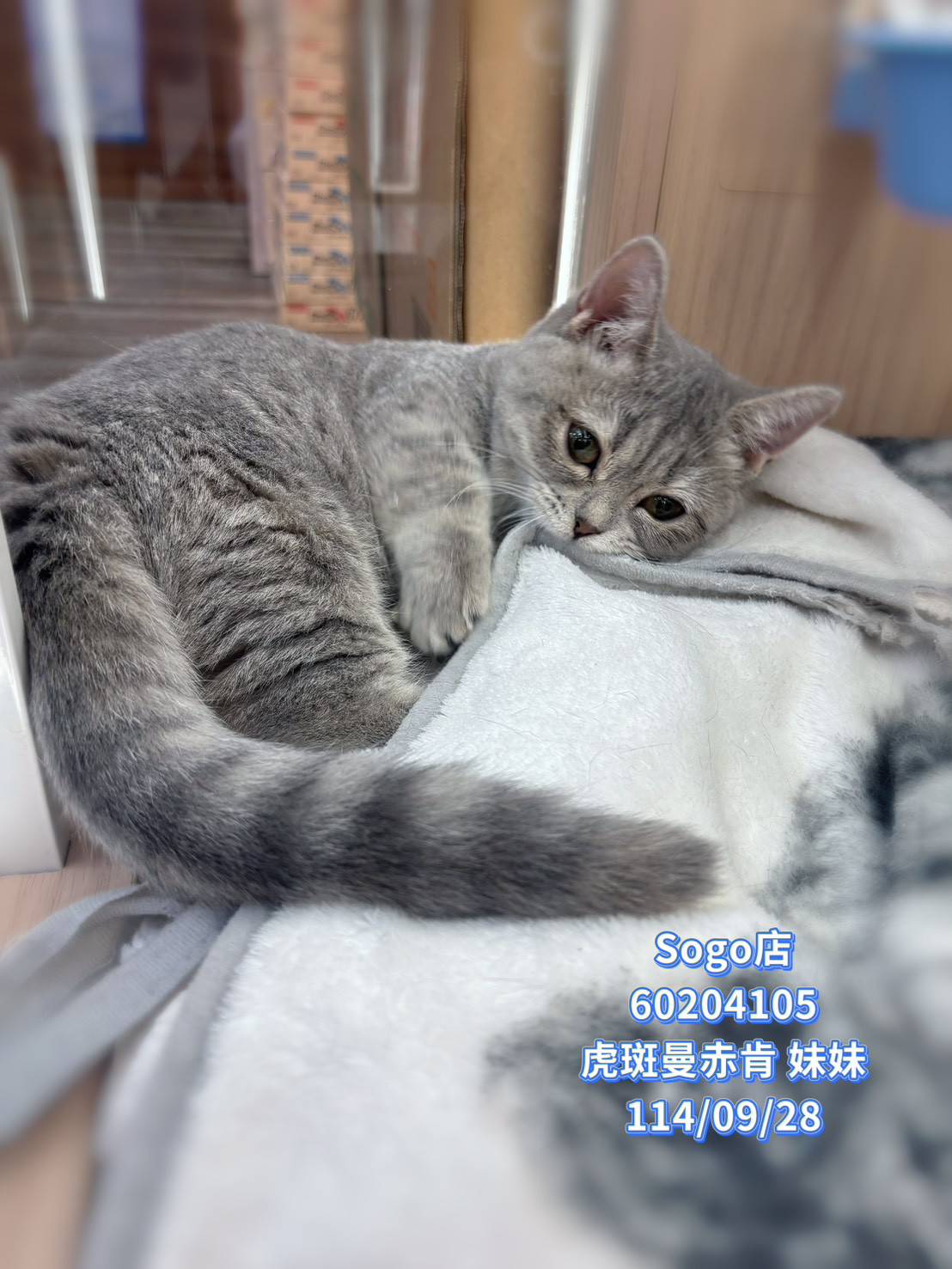 中圓寵物家族／虎斑曼赤肯