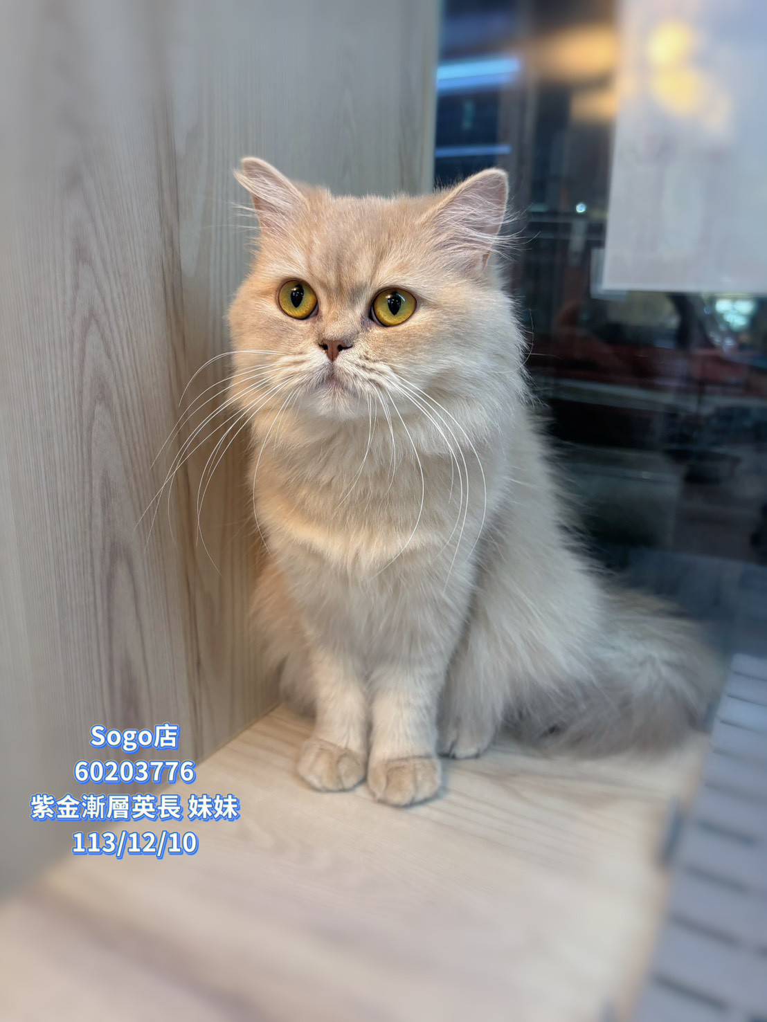 中圓寵物家族／紫金漸層英國長毛貓