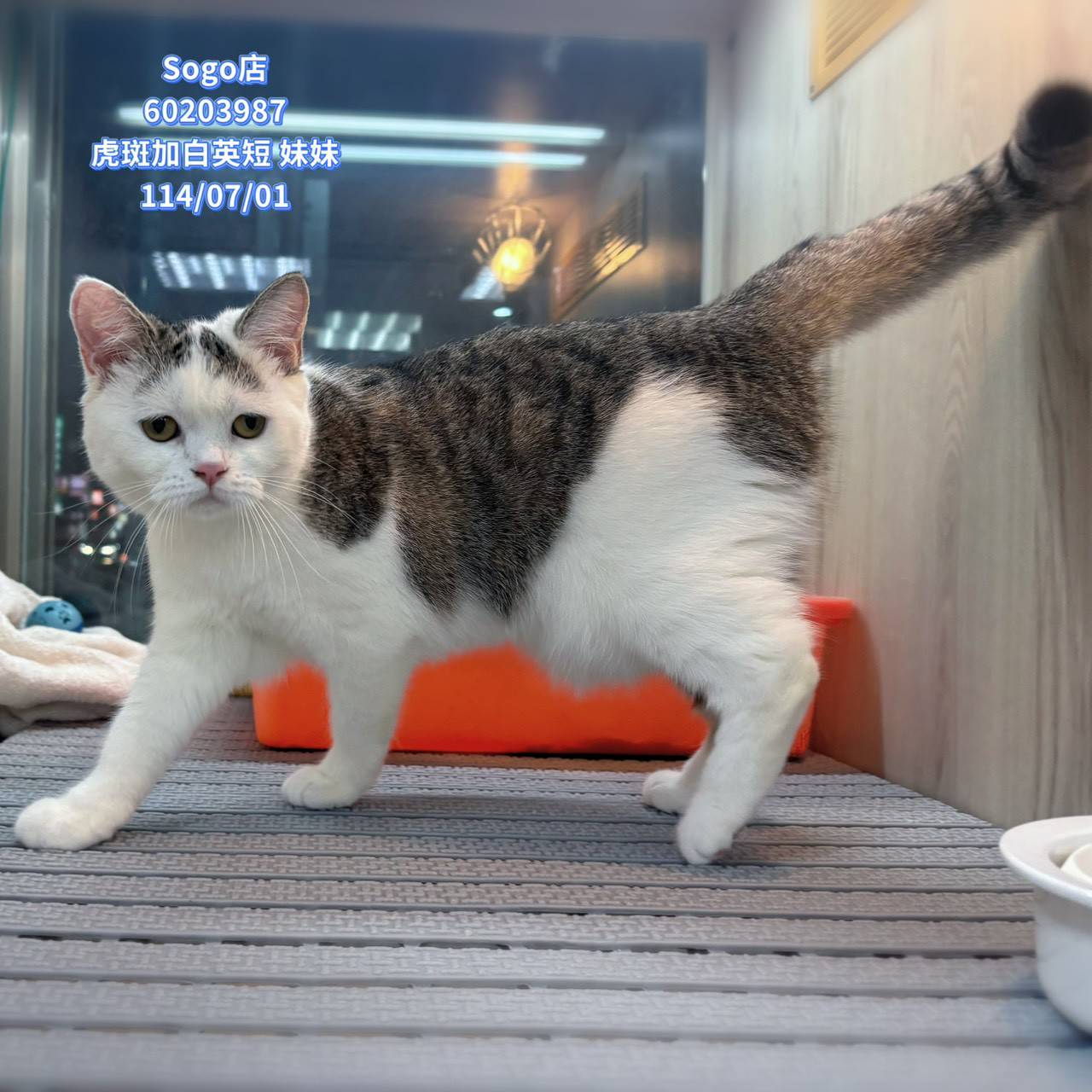 中圓寵物家族／虎斑加白英國短毛貓