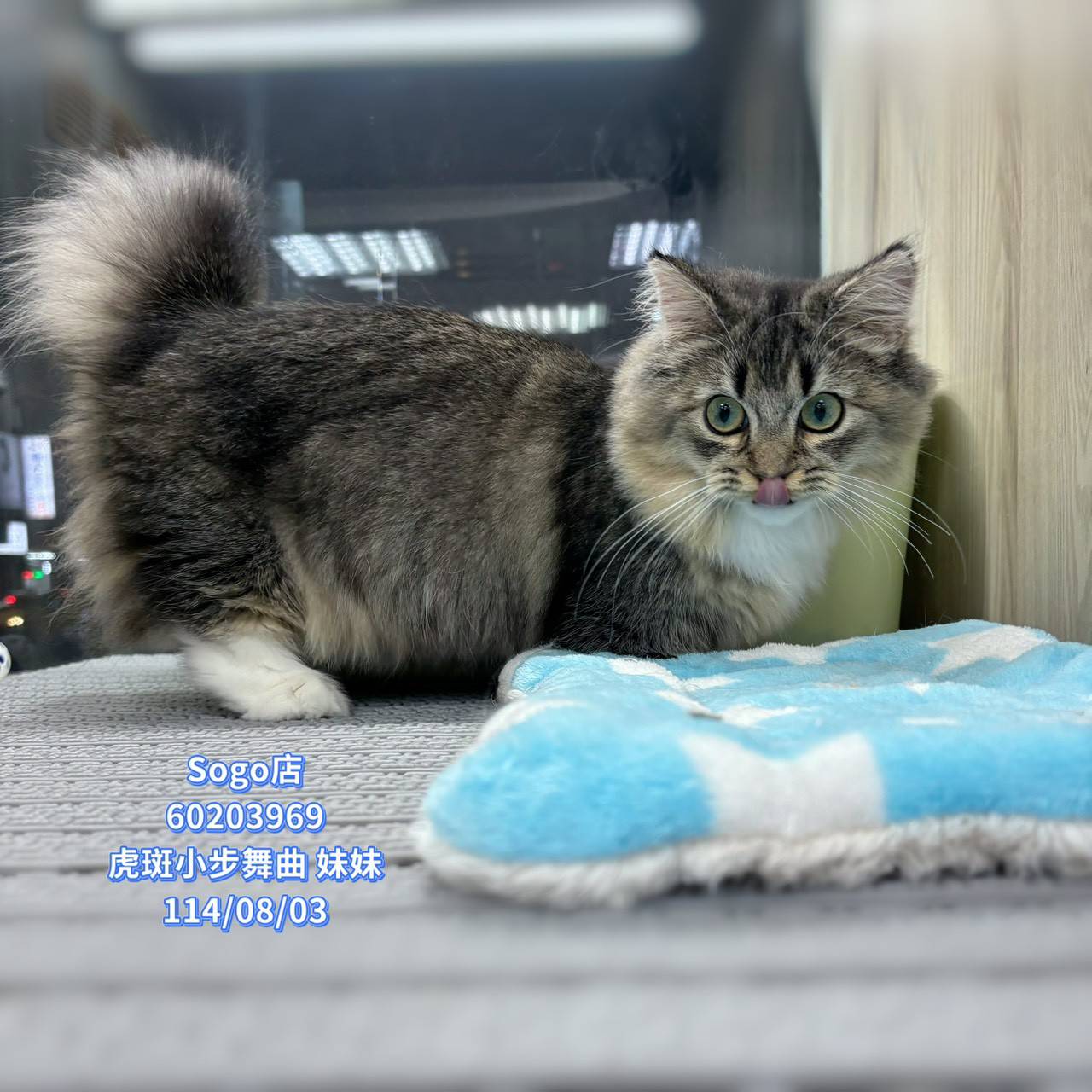 中圓寵物家族／虎斑小步舞曲