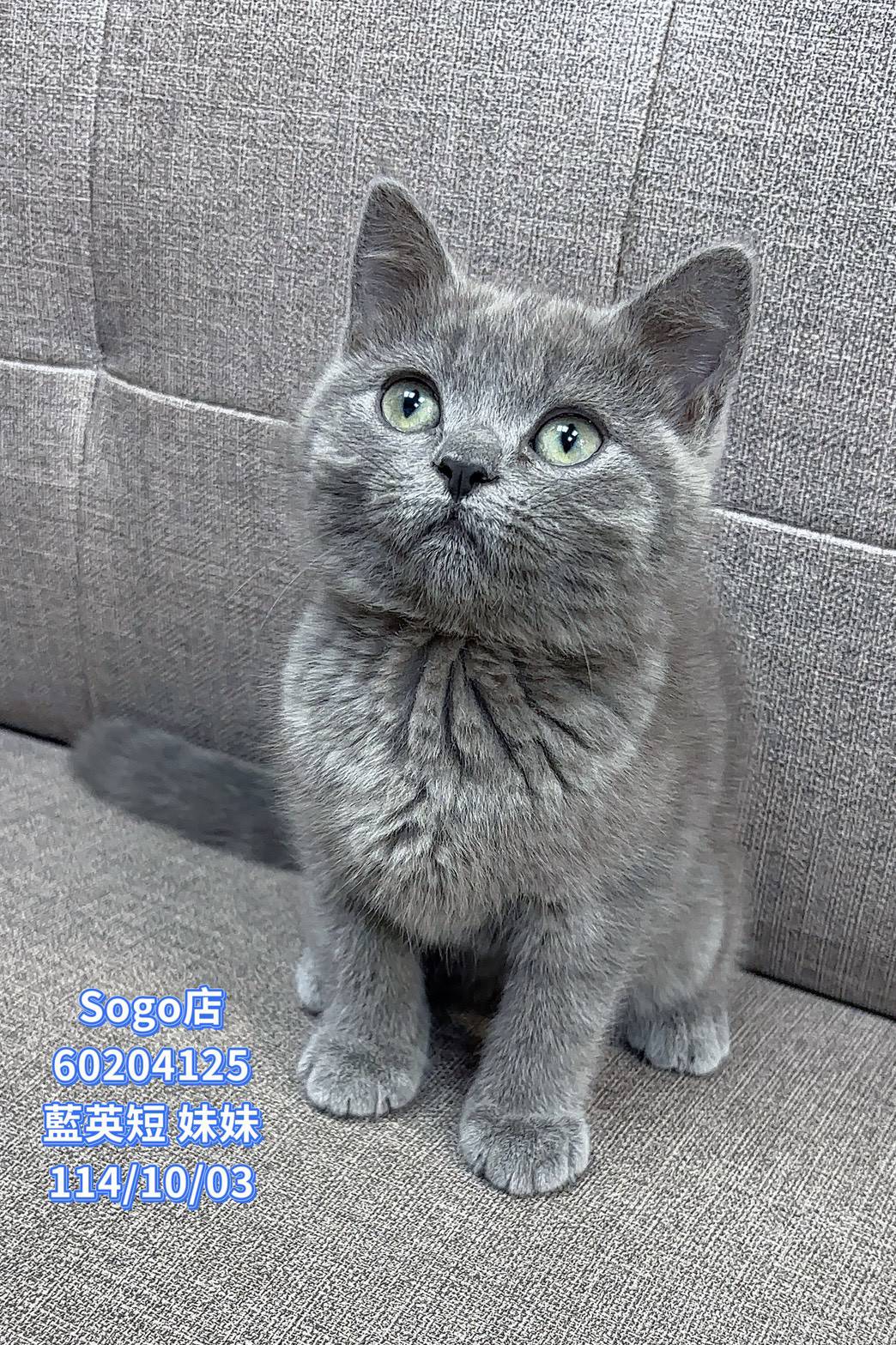中圓寵物家族／藍色英國短毛貓