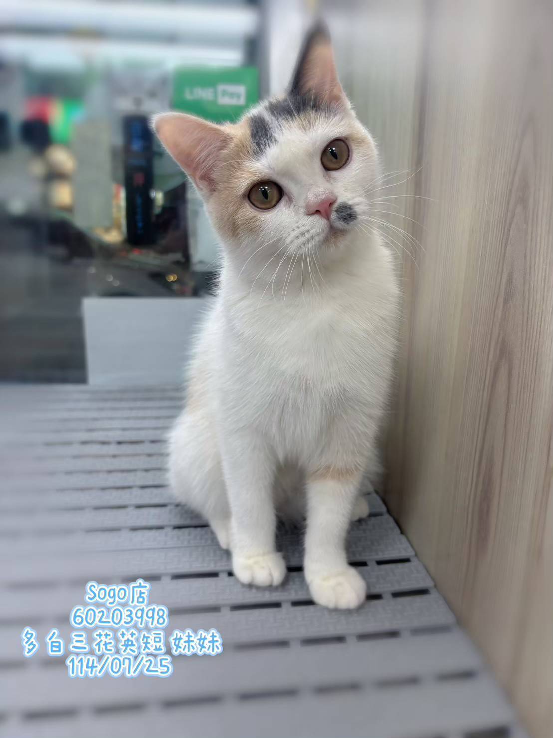 中圓寵物家族／多白三花英國短毛貓