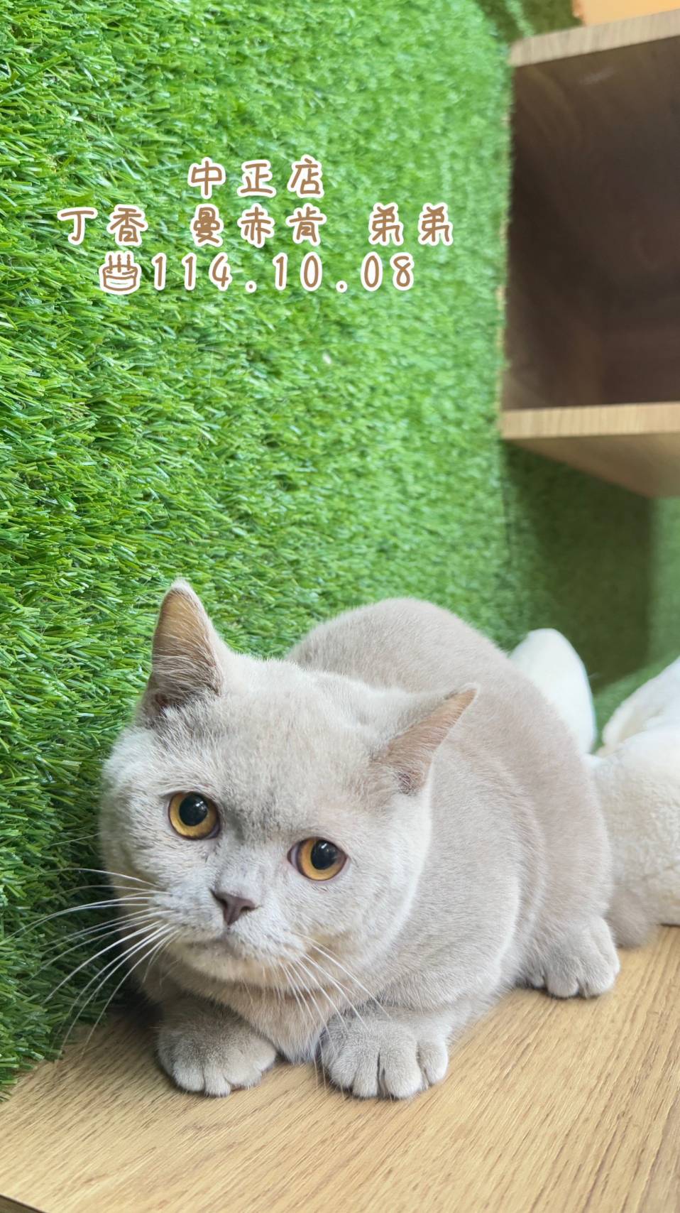 中圓寵物家族／丁香曼赤肯