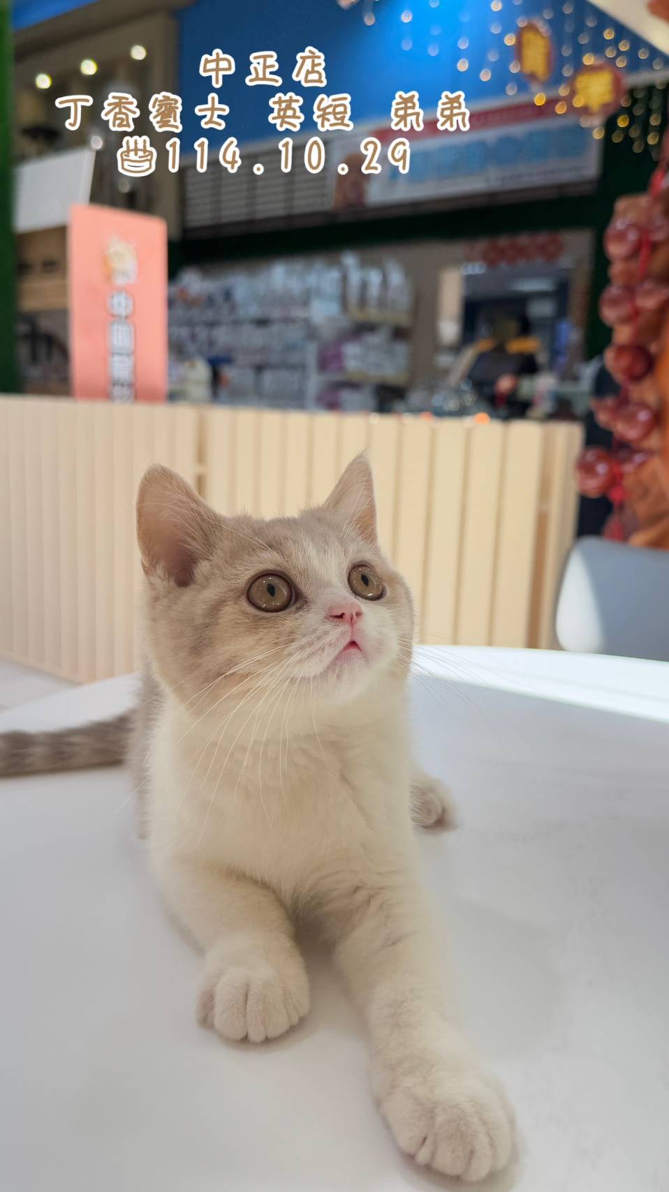 中圓寵物家族／丁香賓士英國短毛貓